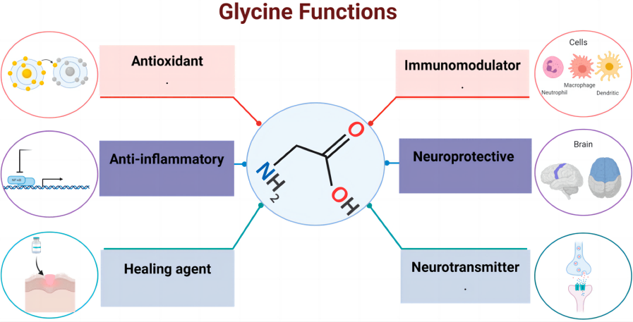 Summary_of_the_functions_of_glycine_in_different_organs_and_tissues_[15]